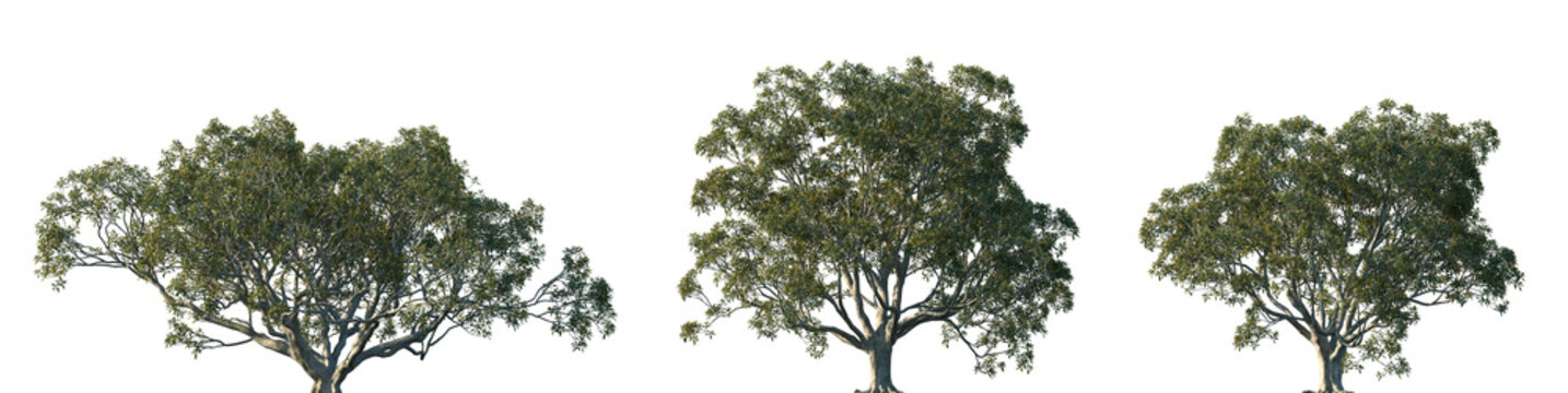 Set of Ficus macrophylla (commonly known as the Moreton Bay fig or Australian banyan) frontal set street trees isolated png on a transparent background perfectly cutout