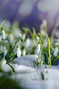 First flowers snowdrop white flowers bloom in snow covering. First spring flowers snowdrops Galanthus nivalis.