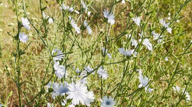 Beautiful blue chicory flowers bloom in a sunny field in Crimea. Their delicate, serrated petals sway gently, evoking a peaceful sense of calm and natural wonder.