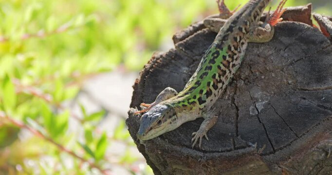 Male Italian wall lizard (Podarcis siculus) napping on a wood log