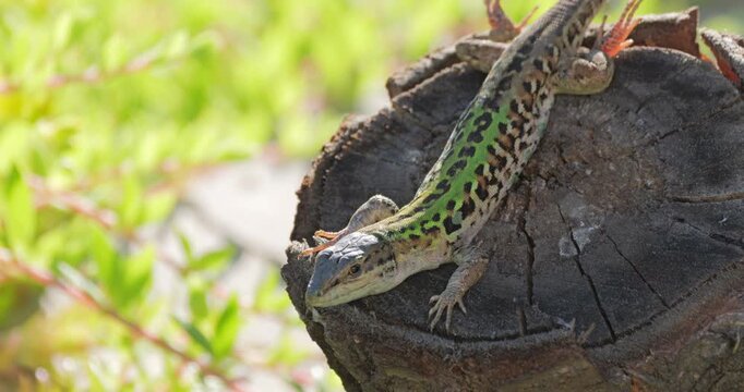 Male Italian wall lizard (Podarcis siculus) stays alert on a wood log
