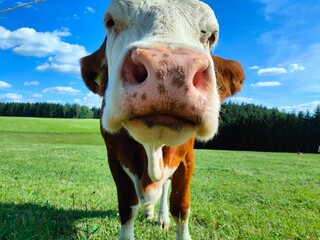 Close-up of a curious brown and white cow looking directly into the camera in a sunny green pasture. Wide-angle perspective with blue sky and rural countryside background. © Danylo Ponomarov