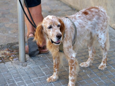 English Setter Dog Standing on City Sidewalk