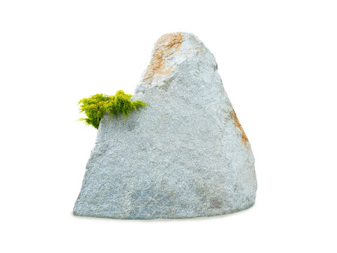 A large grey granite rock with a small green bush.