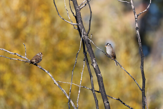 Two white-crowned sparrows (Zonotrichia leucophrys) perch in the branches of a tree.