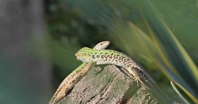 Italian wall lizards (Podarcis siculus campestris) male and female meet on top of a wooden log