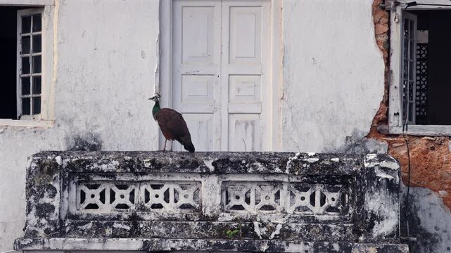 Graceful Single Peacock Perched on a Historic Stone Balcony: Architectural Contrast with Old Town Charm and Wildlife. Sri Lanka island, Asia.