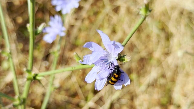 A black and yellow blister beetle crawls on a delicate blue chicory flower in a sunny field. This peaceful nature scene in Crimea inspires a sense of quiet wonder and joyful harmony.