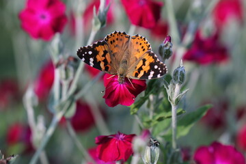 una farfalla vanessa in primavera su un fiore © Simona
