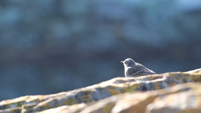 Small grey bird calling from a sunlit coastal rock