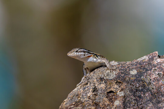 Lagarto