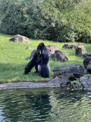 Silverback Gorilla by Reflective Water © Kos6ka