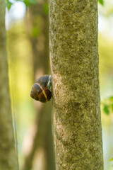 Close up of snail climbing tree trunk in forest  © Aleksandr