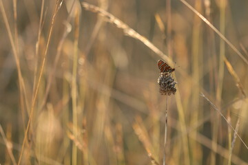 una farfalla melitaea didyma su un fiore al tramonto © Simona