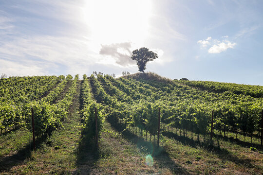 Vineyards with grapevine and hilly tuscan landscape near winery along Chianti wine road in the summer sun, Tuscany Italy Europe