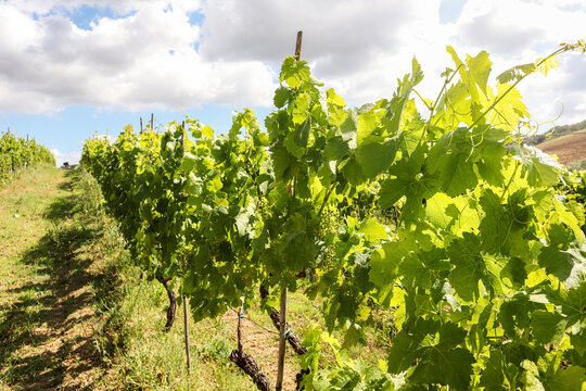 Vineyards with grapevine and hilly tuscan landscape near winery along Chianti wine road in the summer sun, Tuscany Italy Europe