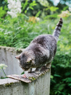 Tabby cat stands on concrete ledge. It looks down at small meat piece. Greenery and white flowers surround it. Moss grows on concrete surface. 