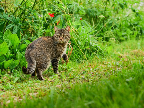Tabby cat walks through green grass and wildflowers. Cat has striped fur and alert expression. Cat living on a farm or in a country house with a lot of greenery.
