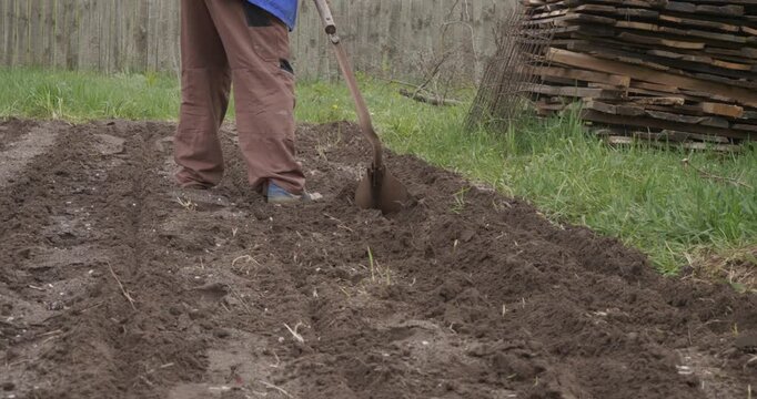 Farmer digging the ground with a spade in the backyard, preparing the soil for planting vegetables and creating furrows for seeds during the spring agricultural season.
