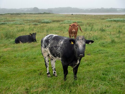 Healthy looking cows rest in a grassy field under cloudy skies.. Tall green grass surrounds them. Distant hills and trees appear in the background. The scene feels calm and serene. Farming industry.