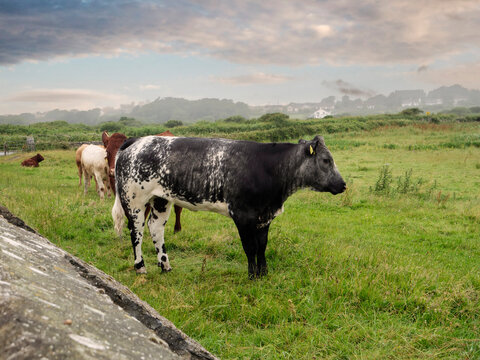 Healthy looking cows rest in a grassy field under cloudy skies.. Tall green grass surrounds them. Distant hills and trees appear in the background. The scene feels calm and serene. Farming industry.