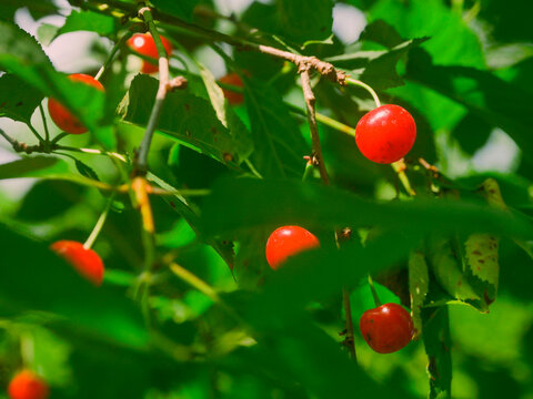 Bright red cherries hang among lush green leaves. Sunlight filters through the branches, highlighting the fruit. Cherries appear ripe and juicy on the tree. Summer season harvest time.