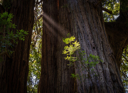 Golden sunbeams illuminate the towering trunks and lush foliage of the Sequoia sempervirens groves found within Muir Woods National Monument California
