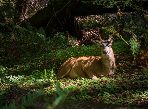 A majestic black-tailed deer rests peacefully beneath the towering old growth redwood trees found within Muir Woods in Northern California.