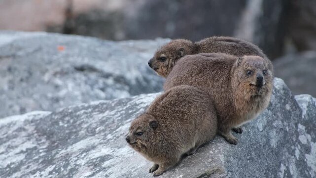 Three rock hyraxes resting together on granite boulders