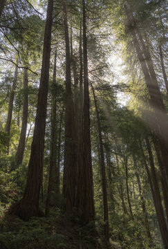 Sunlight filters through the towering canopy of old growth redwood trees found within the verdant Muir Woods National Monument in California.