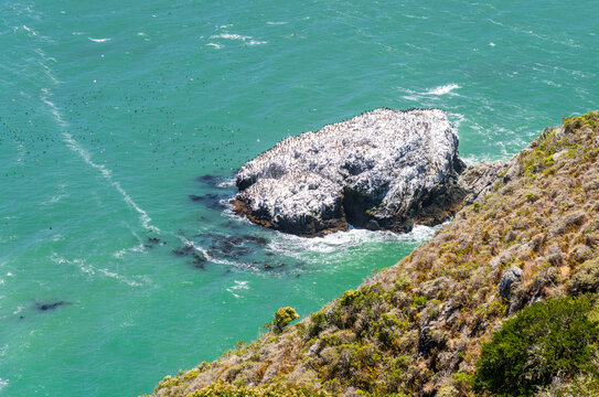 Bird colony resting on Gull Rock located near the Vent 5 Trailhead along the rugged Pacific coastline of Northern California.