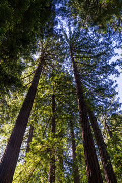 Ancient coastal redwood trees rise into the canopy at Muir Woods National Monument located in the coastal mountains of Northern California.