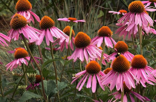 Blooms of a PURPLE CONEFLOWER plant with a dark background, Echinacea purpurea, the eastern purple coneflower or hedgehog coneflower, is a North American species of flowering plant