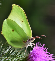 Motyl cytrynek - pobierający nektar z kwiatu ostu – zbliżenie makro © Hanna