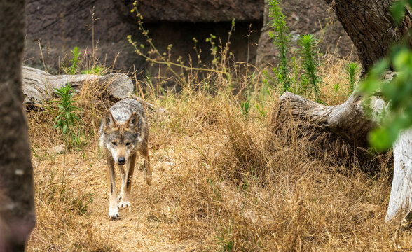 A close up view of a Mexican grey wolf at the San Francisco Zoo in California moving through dry grass and logs in its enclosure.