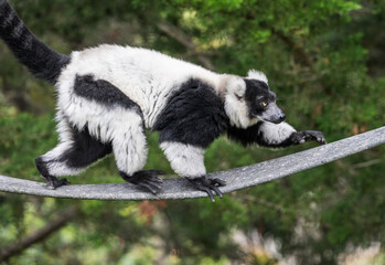 A striking black and white ruffed lemur traverses a rope climb within the lush natural habitat of the San Francisco Zoo in California. © steheap