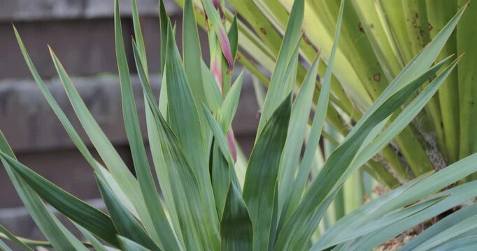 Spanish dagger (Yucca gloriosa recurvifolia) leaves and flowers close-up detail