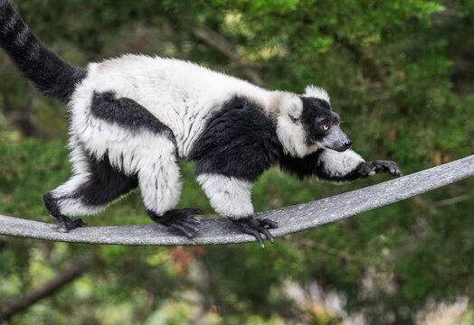 A striking black and white ruffed lemur traverses a rope climb within the lush natural habitat of the San Francisco Zoo in California.