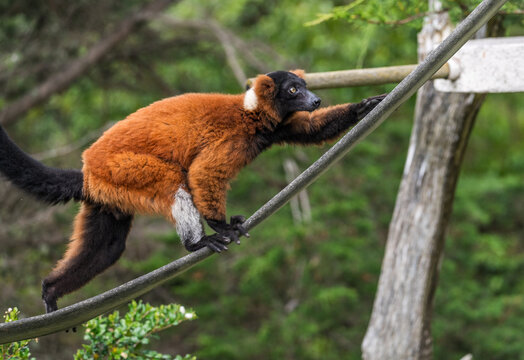 A vibrant red ruffed lemur traverses a rope enclosure at the San Francisco Zoo displaying its unique agility and distinct primate movement.