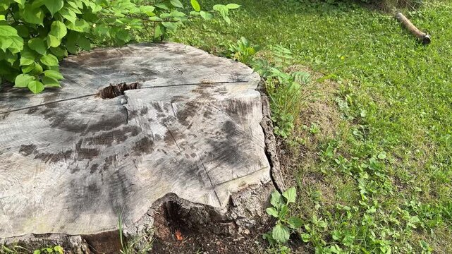 un tronc d'arbre coup&eacute;