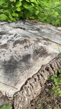 un tronc d'arbre coup&eacute;