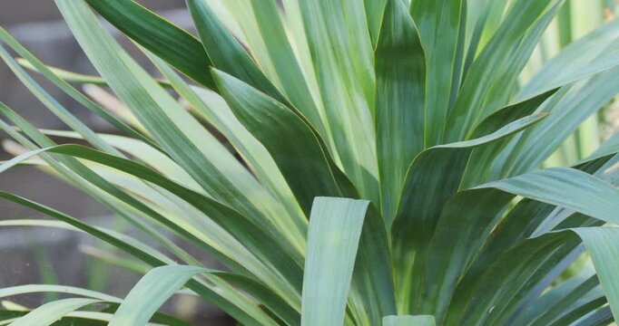 Spanish dagger (Yucca gloriosa recurvifolia) leaves close-up detail