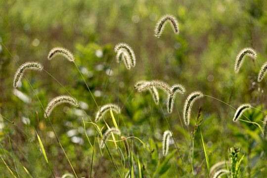 Foxtail Grass Seedheads in Summer Meadow