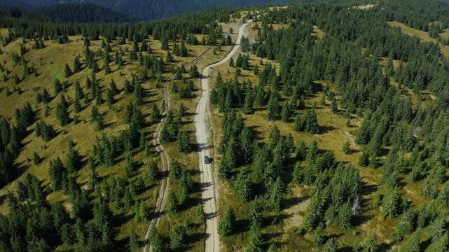 Car driving on a mountain path view through sequoia trees
