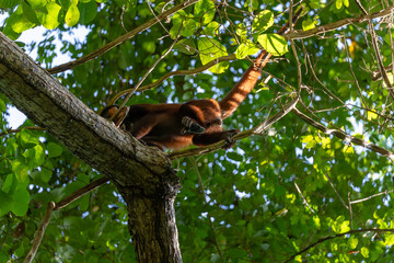 Red howler monkey resting in a tree canopy in North Colombia © Mrton