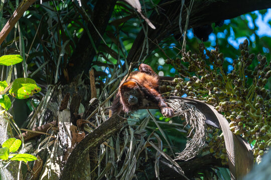 Red howler monkey in tropical canopy