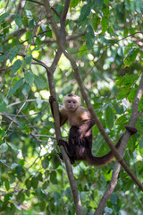Capuchin monkey in tropical forest © Mrton