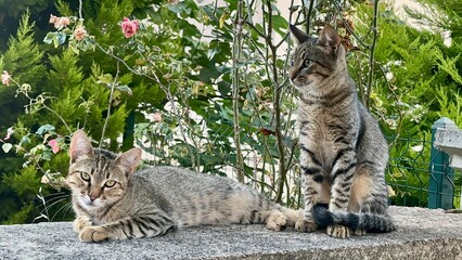 cat © Viktoriia