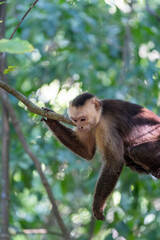 White-faced capuchin monkey resting on a tree branch in tropical forest © Mrton