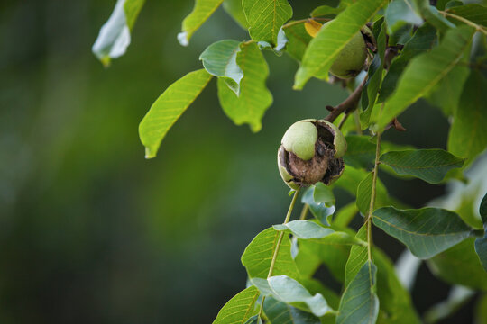 Ripe walnut bursting from green husk on tree branch with copy space